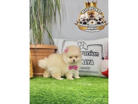 Antalya ayı surat pomeranian boo yavruları
