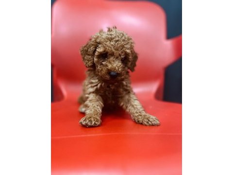 Ömürlük yuva arayan kıvırcık toy poodle kardeşler