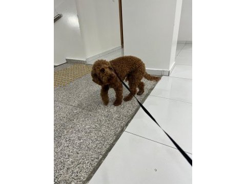 14 aylık sevimli bir deli oğlan poodle