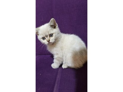 Dişi 2 aylık british shorthair
