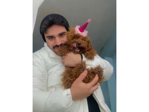 Yetişkin dişi poodle