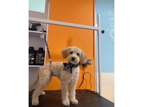 Çok oyuncu maltipoo 5 aylık