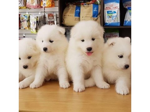 Pamuk gibi samoyed yavruları