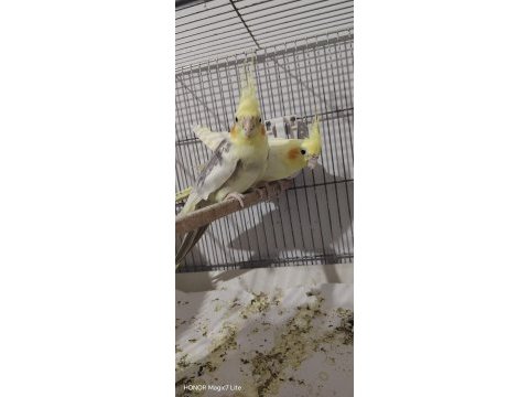 Gel bak beğen al sultan papağanı