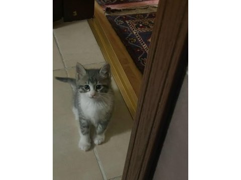 2 adet tekir bebişler yeni yuvalarını arıyor