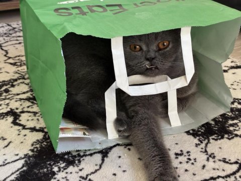 Erkek scottish fold