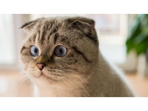 Scottish fold dişi yavru
