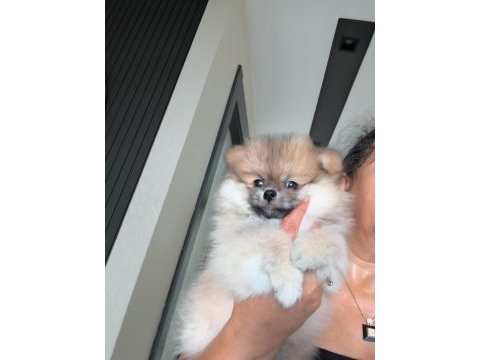 Pomeryan boo köpeğimiz