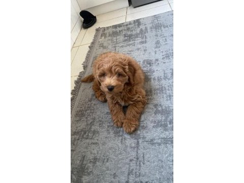 Maltipoo yavrumuz