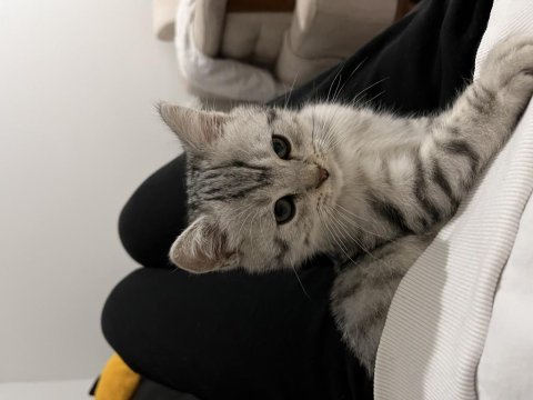 British shorthair 5 aylık kedim