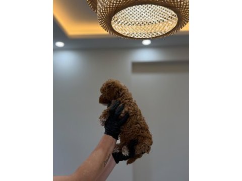Pofuduk orjinal toy poodle