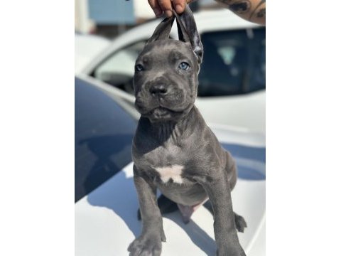 Dev cane corso yavruları