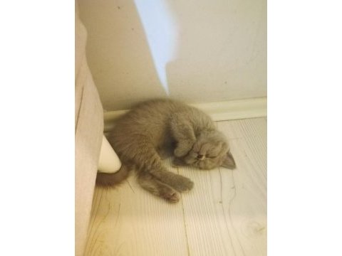 British shorthair kedimi çok uyguna sahiplendiriyorum