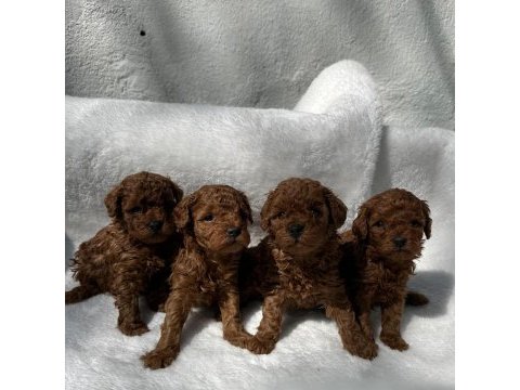 Toy poodle yavruları