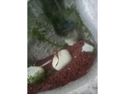 Tül kuyruk cüce vatoz 3 cm