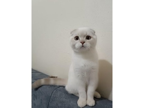 Pamuğum benim british shorthair