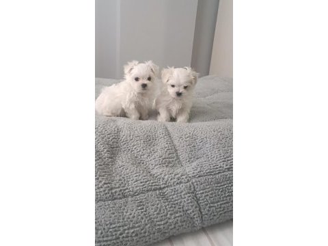 Oyuncu kore maltese bebekler
