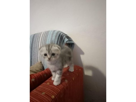 Scottish fold kedileri
