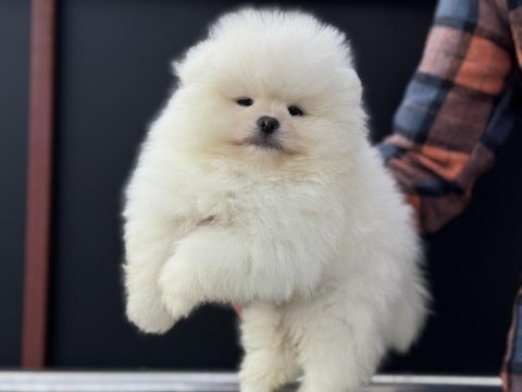 Petmode köpek çiftliğinde ziyarete açık pomeranian