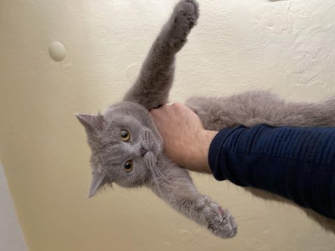 7 aylık british shorthair