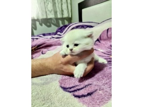 Scottish fold 2 aylık yavrular