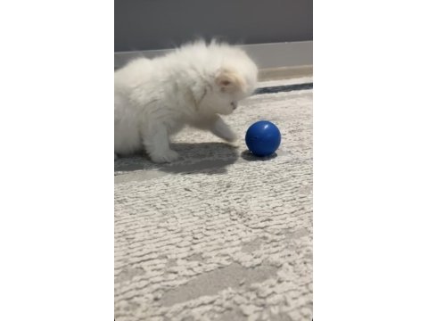 2 aylık scottish fold yavru