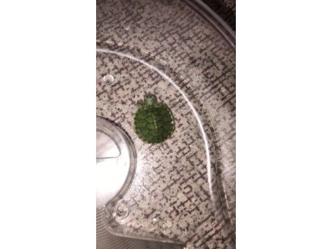 Antalya yeni ilan sınırlı sayıda kaplumbağa
