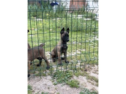 Belçika malinois 57 günlük