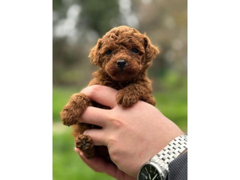 Kore kan toy poodle