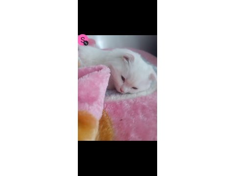 Yavru scottish fold kedimiz