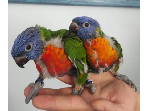 İri boy gökkuşağı lori papağanları