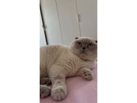Kedi sahiplendirme