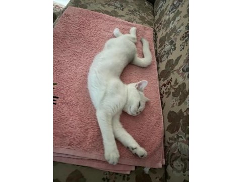 British shorthair kedimiz sahiplendirilecektir