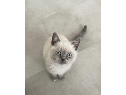 Siyam mavi göz orjinal canlı gelip bakabilirsiniz