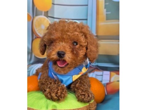 Toy poodle ırk garantili yavrular