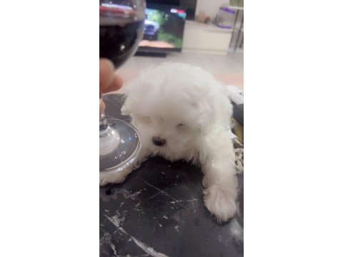 Baba kore maltese terrier