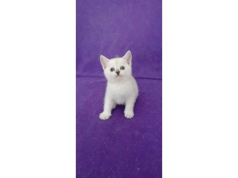 British shorthair pamuk prenses yavrumuz