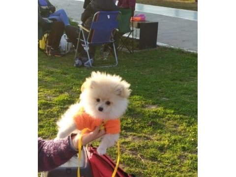 5 aylık sevimli, enerjik, oyuncu, çip ve aşı tam pomeranian