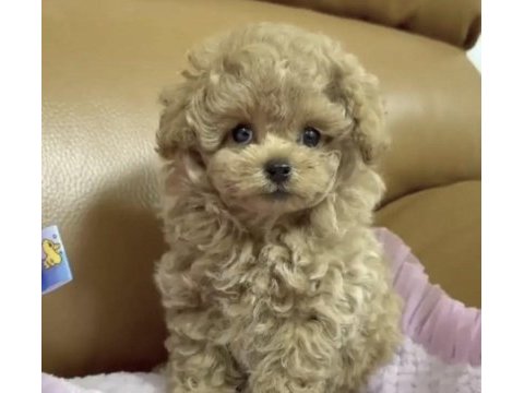 Toy poodle yavru köpeğimiz