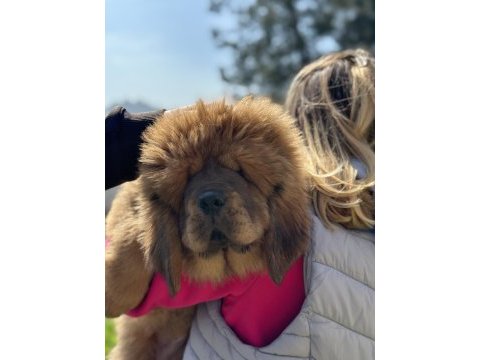 Köpeklerin atası tibet mastifi