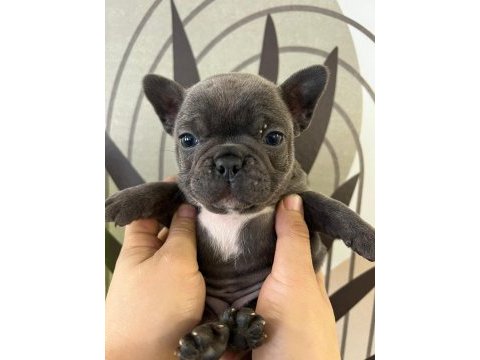 A plus ırk standartlarında french bulldog yavrularımız