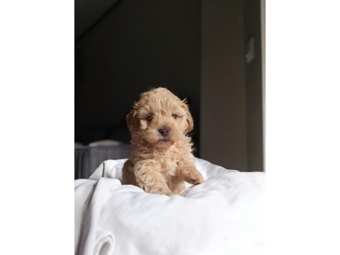 Irkının en güzeli dişi maltipoo bebeğim