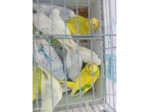 100 puana yavru muhabbet kuşu yada eşli yavrulu kuşlar