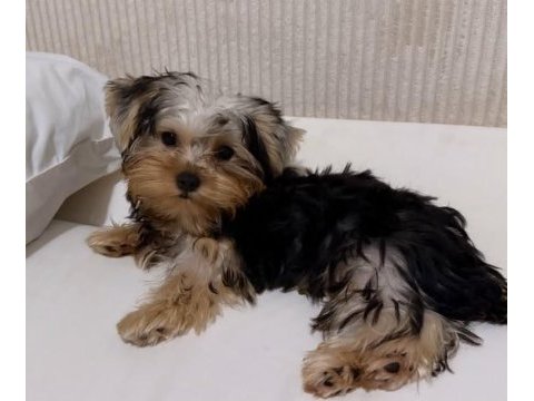 Teddy yorkshire terrier