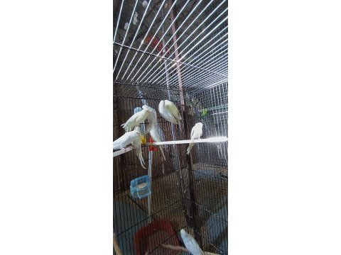 Albino muhabbet kuşumuz