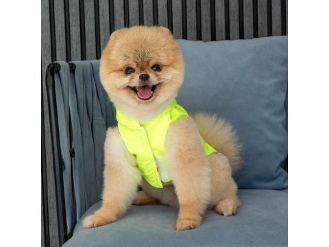 Show kalite orjinal teddy bear pomeranian boo