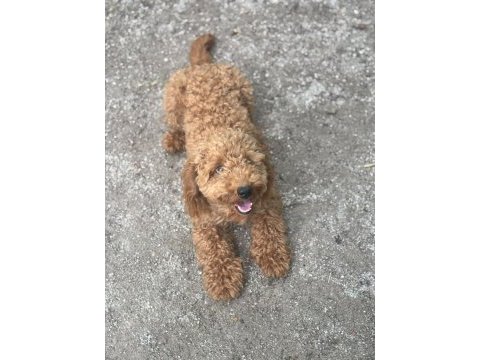 8 aylık dişi 4.5 kilo poodle