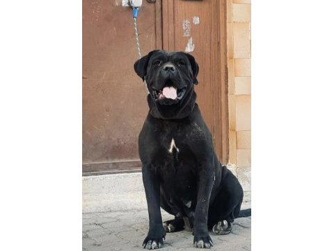 Dev dışı cane corso