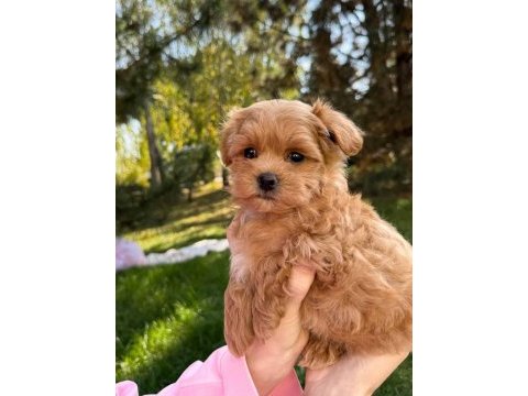 Maltipoo yavrularımız sağlık garantili