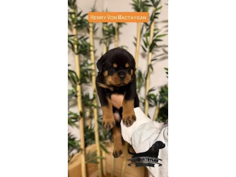 Fcı/kıf şecereli rottweiler grand türkiye şampiyonu yavrular